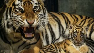 Anak Harimau Benggala Mati di Bandung Zoo | EQUITYWORLD SEMARANG
