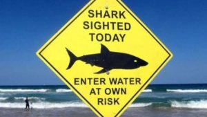 Hiu Raksasa Muncul di Pantai Losari, BPBD Makassar Langsung Patroli dan Beri Peringatan Warga | EQUITYWORLD SEMARANG