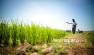 Bank Indonesia: Pertanian Tulang Punggung Ekonomi, Bukti Sektor Pangan Kian Kuat | EQUITYWORLD SEMARANG