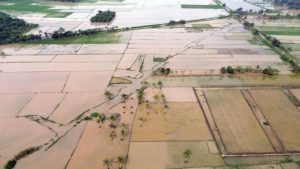 Ribuan Hektare Sawah Dipulihkan, Jamin Ketahanan Pangan Wilayah Terdampak | EQUITYWORLD SEMARANG