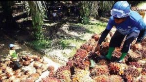 Jaga Stabilitas Harga Sawit | EQUITYWORLD SEMARANG