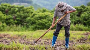 Petani Temukan Emas 16 Kg di Sawah, Begini Nasibnya | EQUITYWORLD SEMARANG