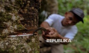 Rantai Pasok Karet Tertekan, Industri Ban Perkuat Intervensi di Tingkat Petani | EQUITYWORLD SEMARANG