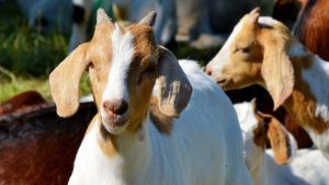 Viral Perdebatan Kurban 1 Ekor Kambing untuk Sekeluarga, Sah atau Tidak? Ini Hukum Sebenarnya | EQUITYWORLD SEMARANG