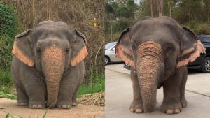 Fakta Mengejutkan! Gajah Borneo Disebut sebagai Salah Satu Gajah Paling Langka dan Terkecil di Dunia | EQUITYWORLD SEMARANG