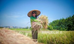 Kontras Dunia: Amerika Rawan Pangan, Indonesia Surplus Beras dan Harga Stabil | EQUITYWORLD SEMARANG