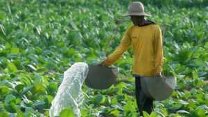 Kemasan Polos dan Larangan Bahan Tambahan Produk Tembakau Bakal Ciptakan Tsunami Ekonomi | EQUITYWORLD SEMARANG