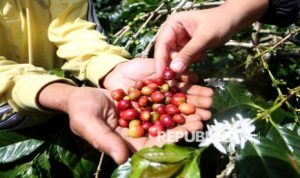 Penjualan Naik 60 Persen, Sakha Coffee Perkuat Ekonomi Kopi Lokal | EQUITYWORLD SEMARANG