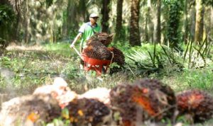 Produk Turunan Sawit Jadi Peluang Baru bagi UMKM | EQUITYWORLD SEMARANG