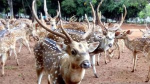 Viral 2 Rusa di TMP Kalibata Lepas dari Kandang, Ini Kronologi dan Penyebabnya | EQUITYWORLD SEMARANG