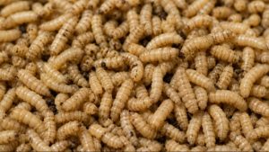 Ide Bisnis Budidaya Maggot Ini Bisa Dimulai dengan Modal Sampah Organik, Begini Cara Memulainya | EQUITYWORLD SEMARANG